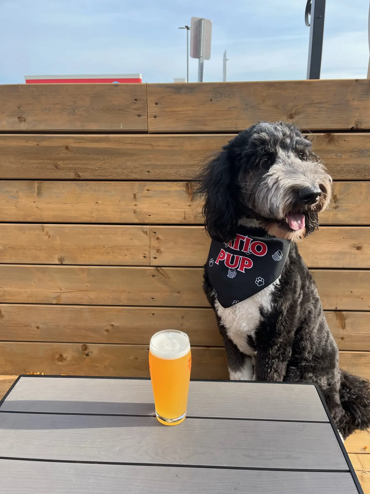 Dog enjoying the dog-friendly patio in Oakville
