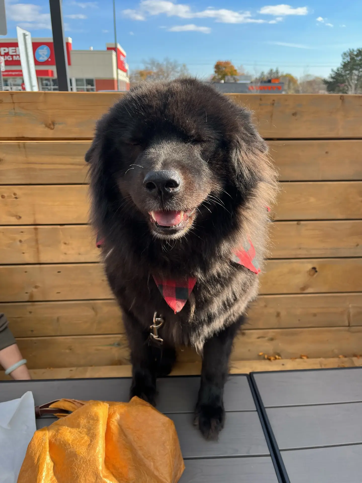 Dog relaxing on the Oakville Pump patio