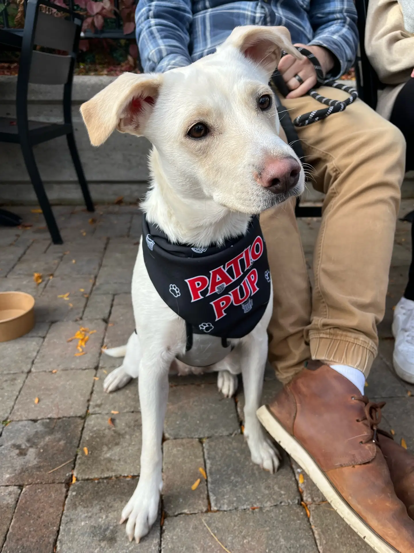 Dog on The Oakville Pump & Patio patio