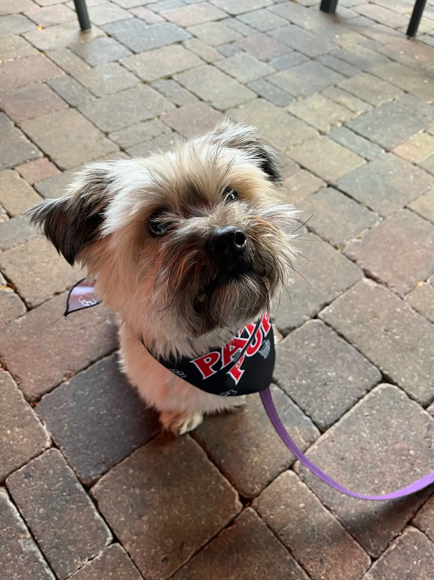 Good dog on the patio in Oakville