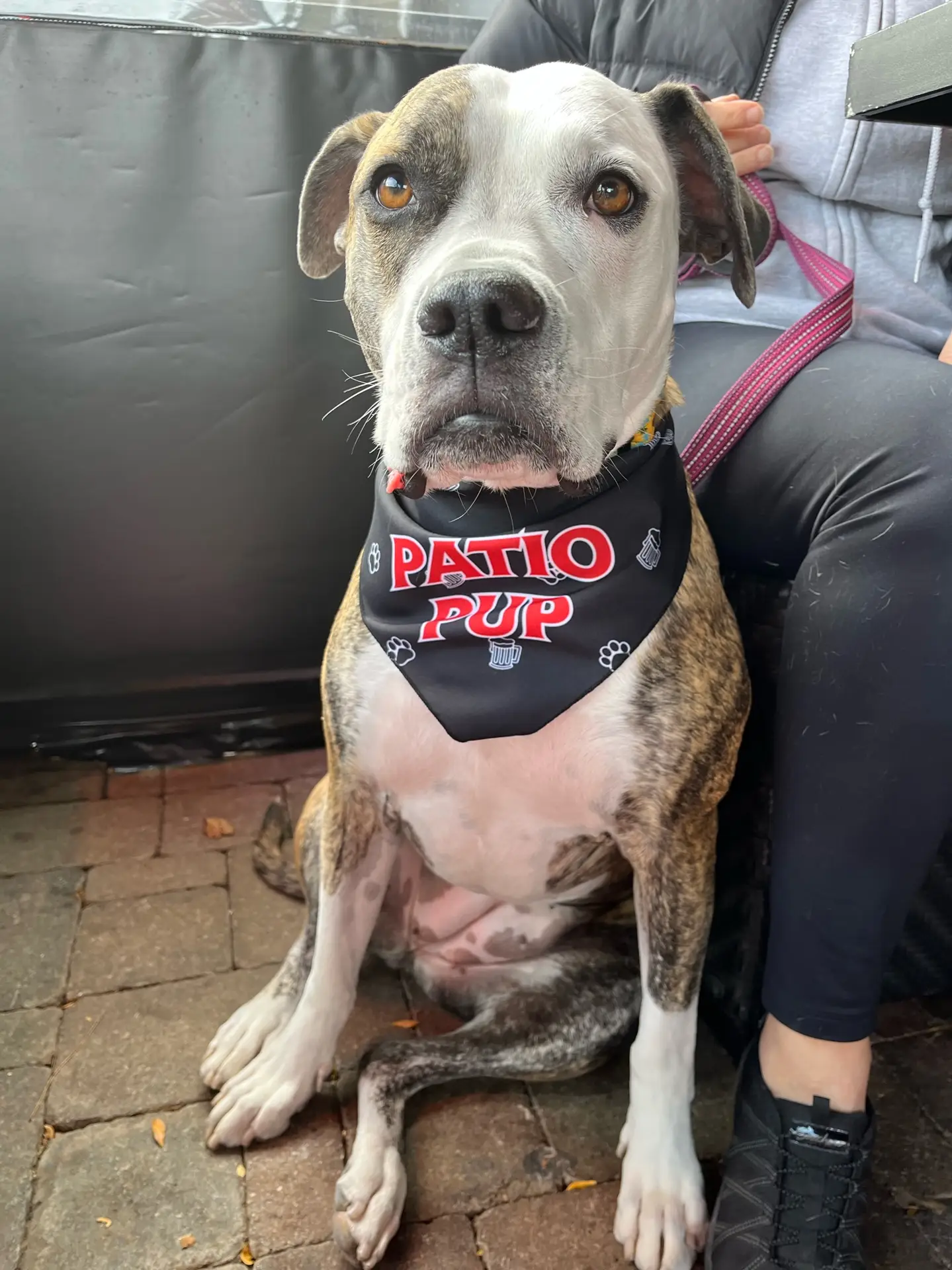Pup on the patio at The Oakville Pump & Patio
