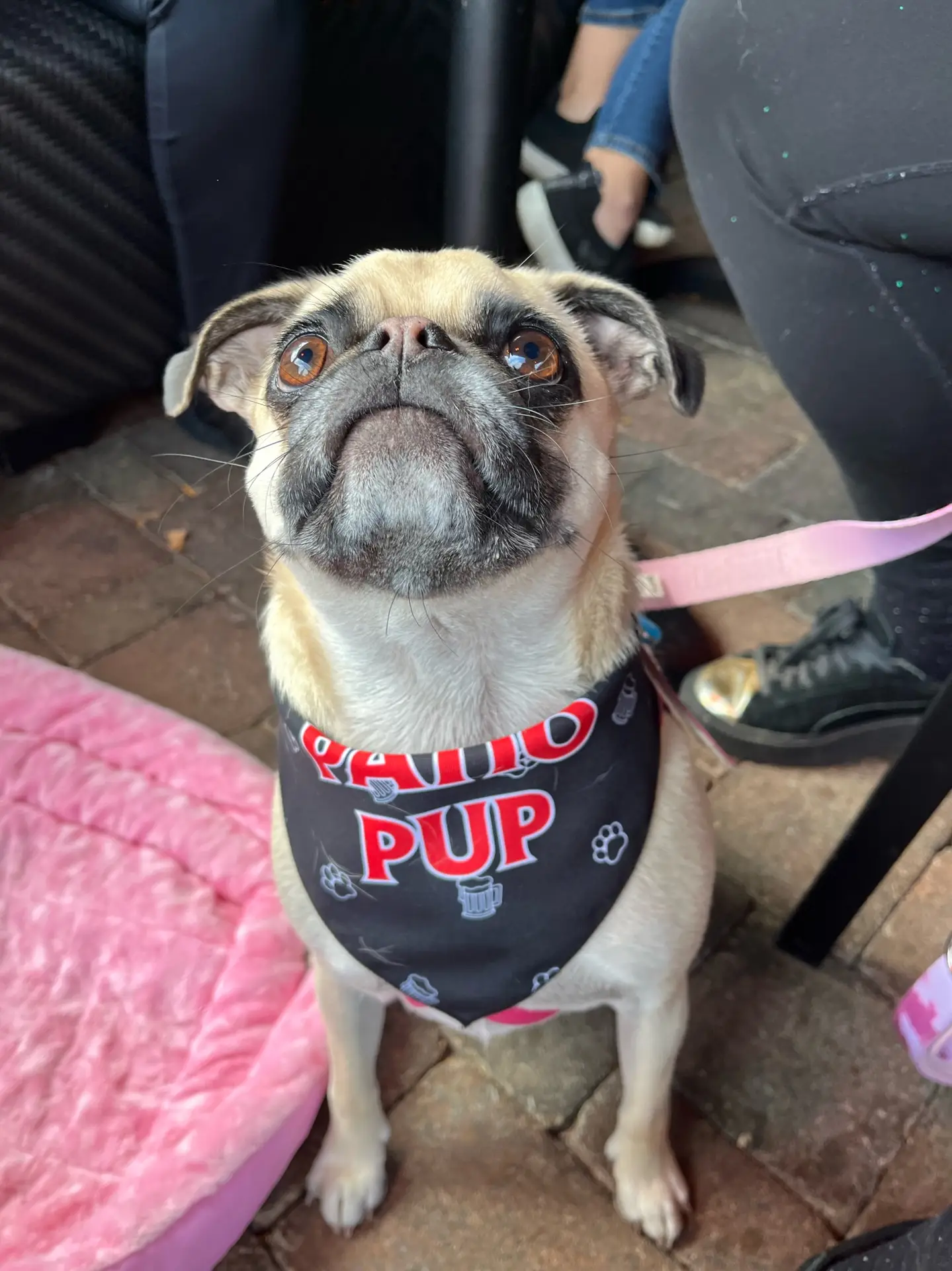Dogs welcome on the patio at The Oakville Pump & Patio, Oakville