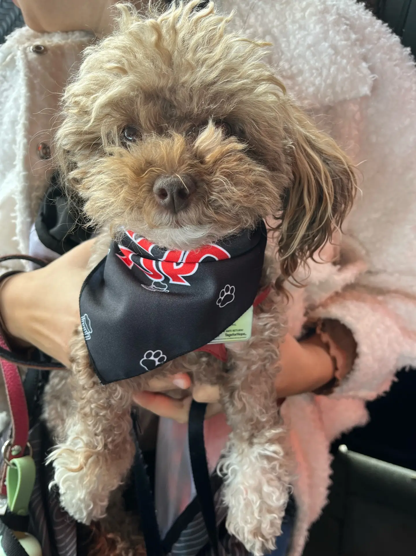 Happy pup at The Oakville Pump & Patio