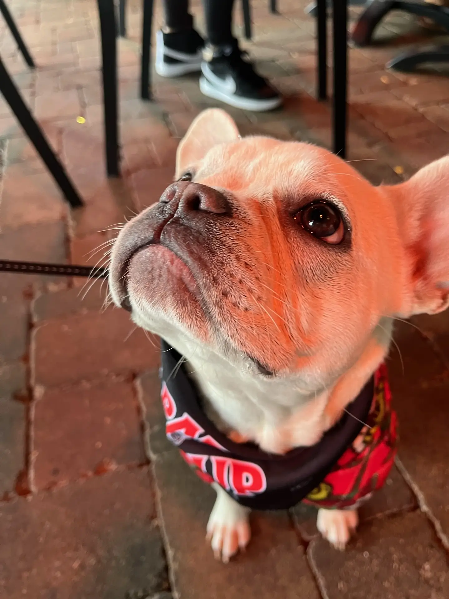 Pup relaxing at The Oakville Pump & Patio