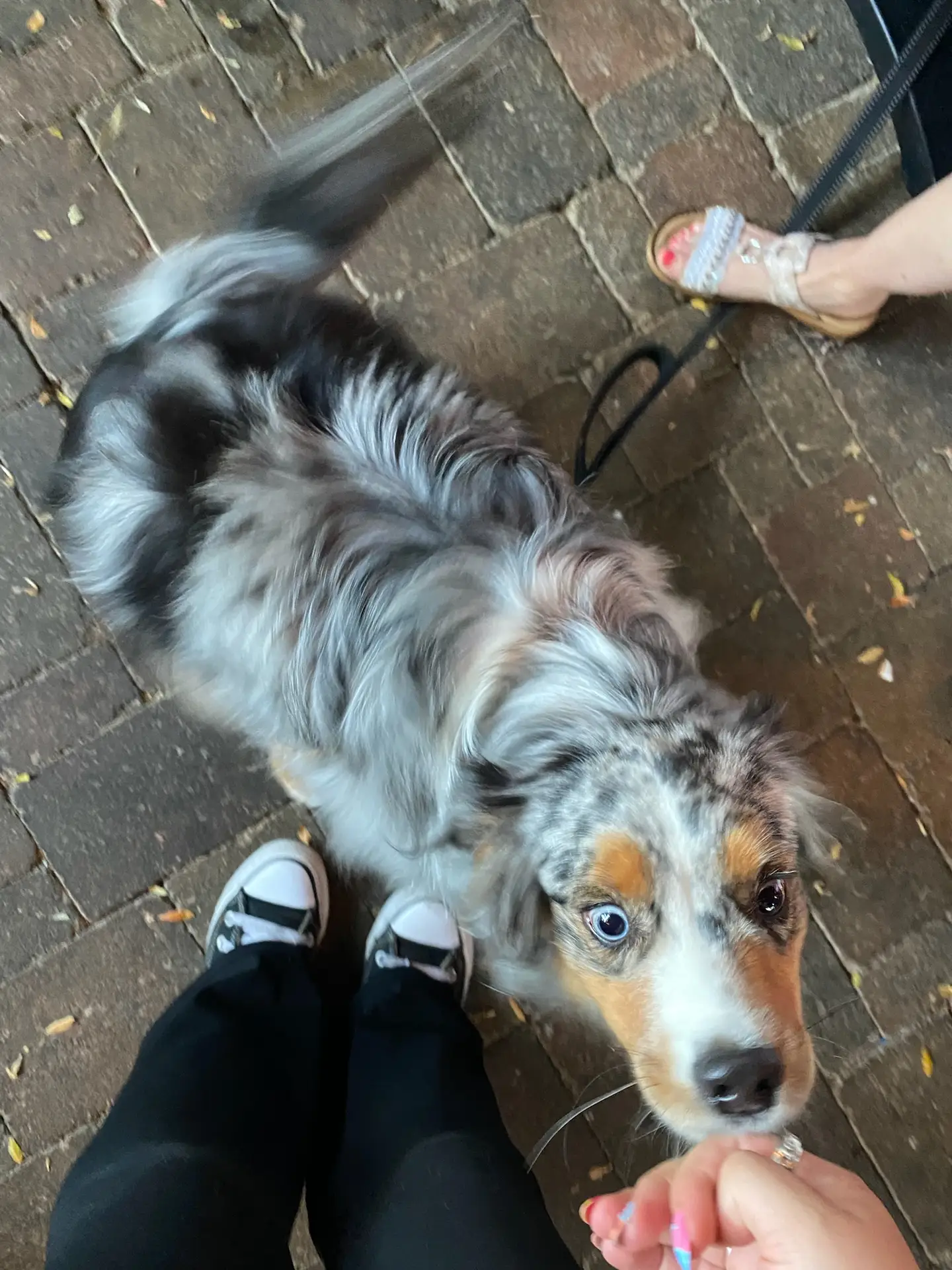 Dog on the patio at The Oakville Pump & Patio