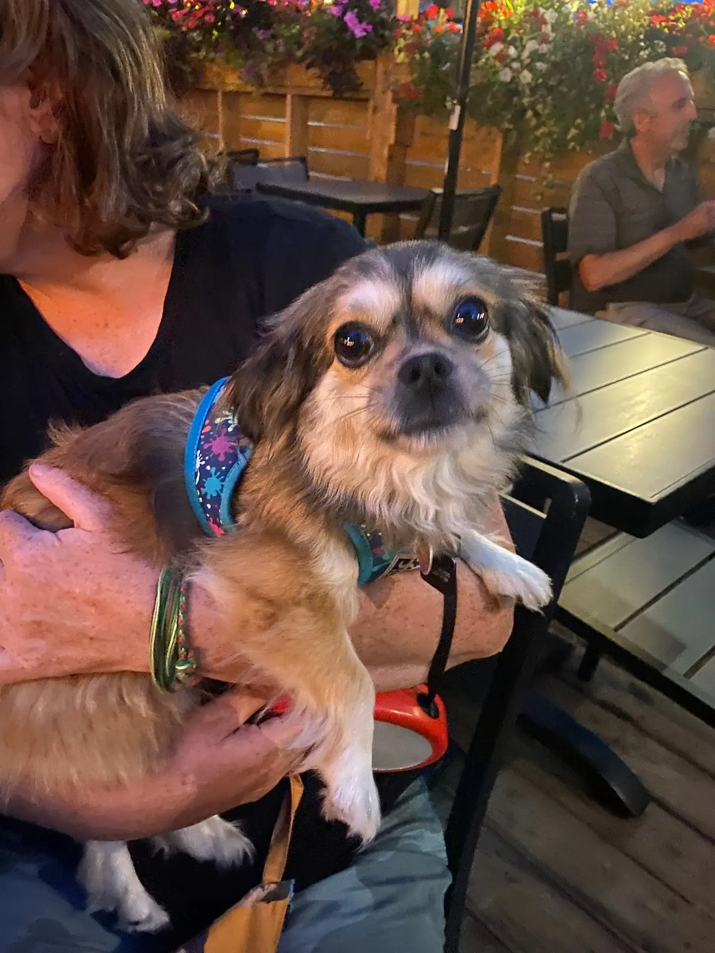 Happy dogs on the dog-friendly patio